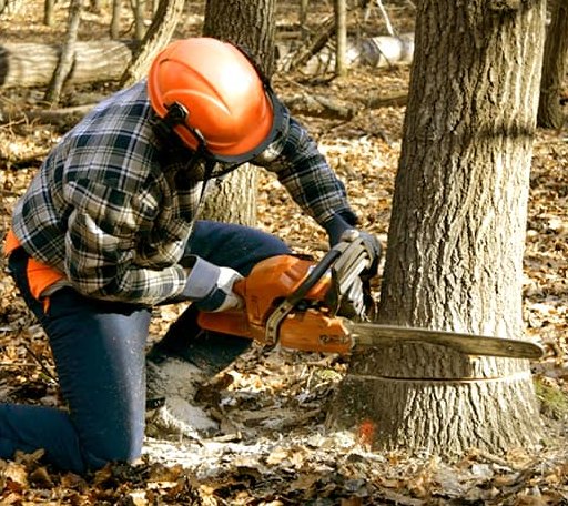 Tree Removal in West Blocton, AL